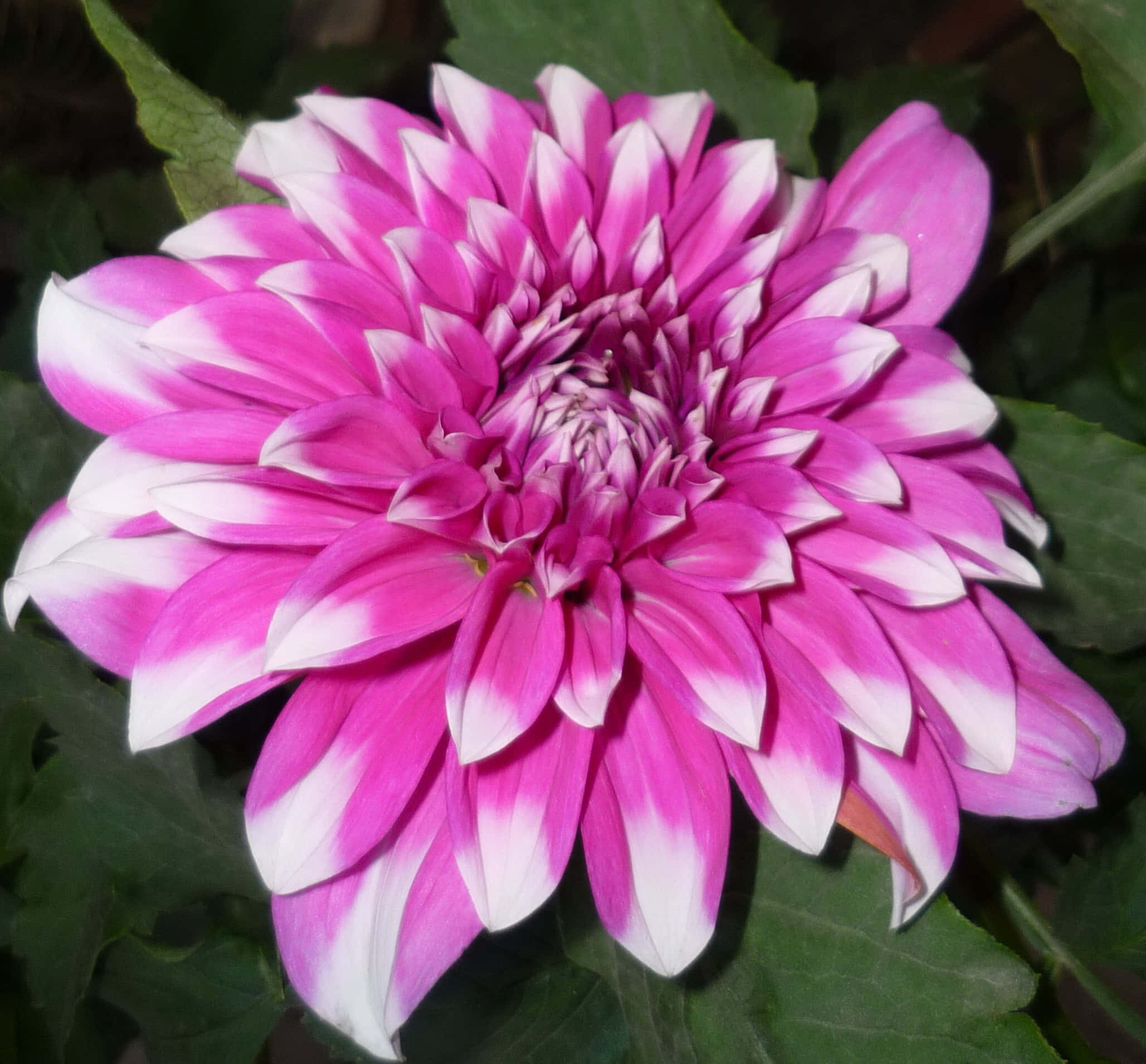 美麗的菊花 壁紙 — 一朵充滿活力的粉紅色和白色大麗花盛開，層層花瓣襯托著茂密的綠葉背景。