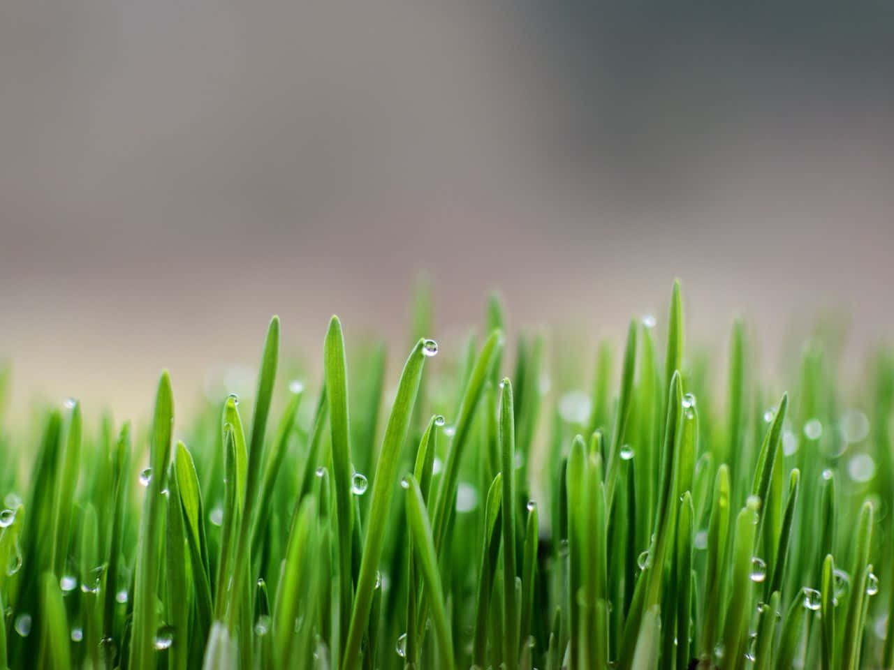 美麗的藍天 壁紙 — 特寫鏡頭：鮮綠色草葉上閃爍著露珠，背景柔和模糊。