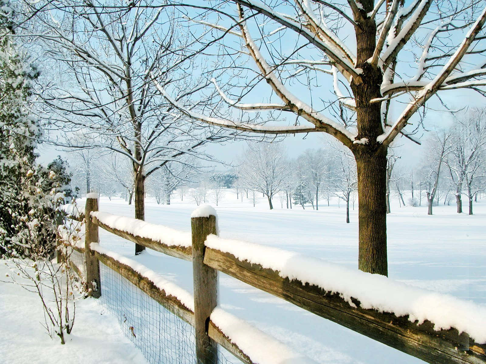 雪覆蓋了木柵欄和光禿禿的樹木，在寧靜的冬季田野上。