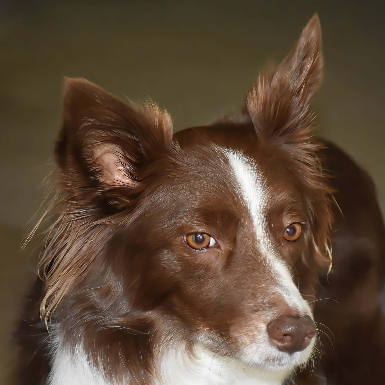 美麗的邊境牧羊犬悠閒休憩 壁紙 — 一隻棕白色邊境牧羊犬的特寫肖像，豎起警覺的耳朵，溫暖的琥珀色眼睛，背景柔和模糊。