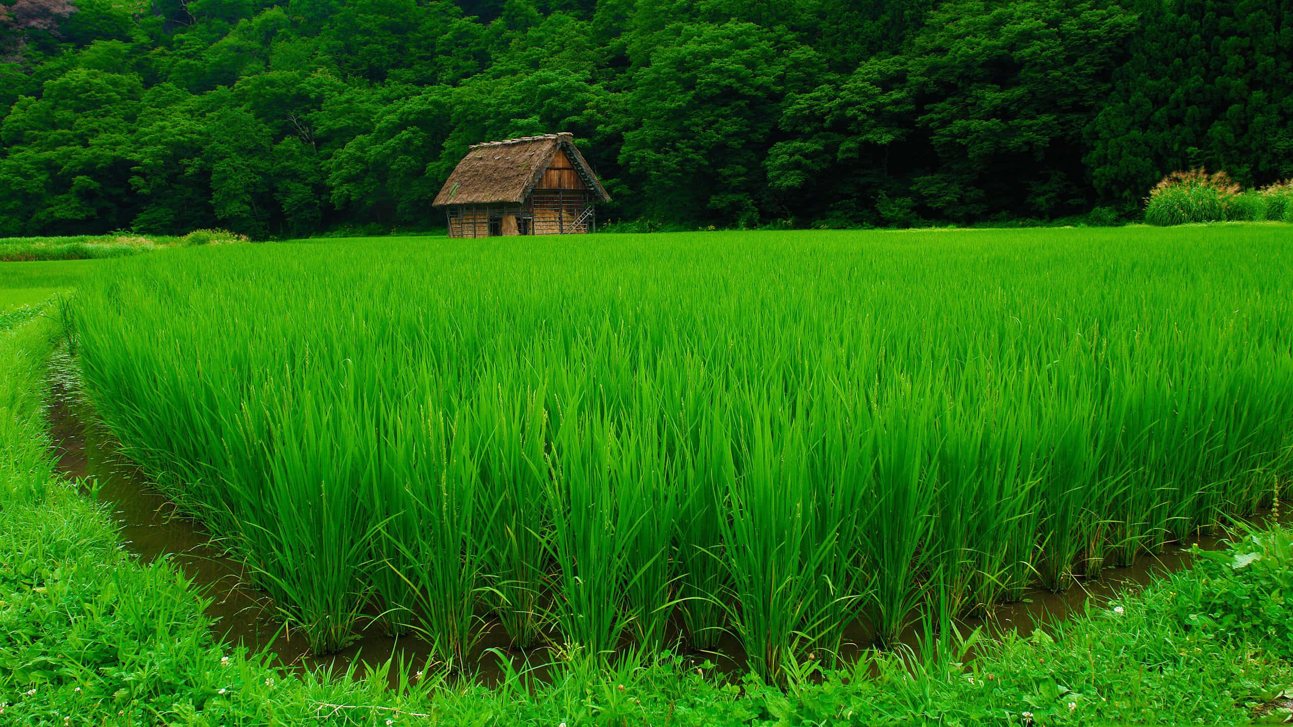 美麗的鄉村農場風景 壁紙 — 一座孤獨的茅草屋頂木屋坐落在廣闊、充滿活力的綠色稻田中，四周環繞著茂密的森林。