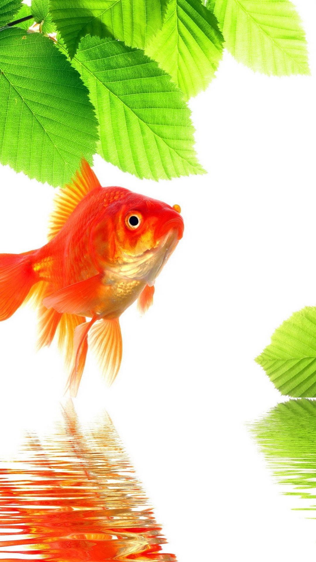 美麗的金魚 壁紙 — 一條鮮豔的橙色金魚在明亮的綠葉下游動，其倒影在清澈的水中閃爍，背景為白色。