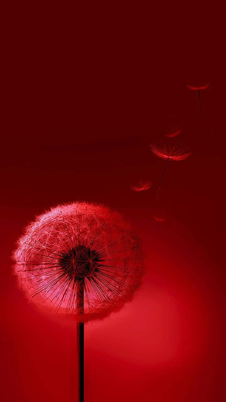 紅色蒲公英，種子在深紅色的田野中漂浮。