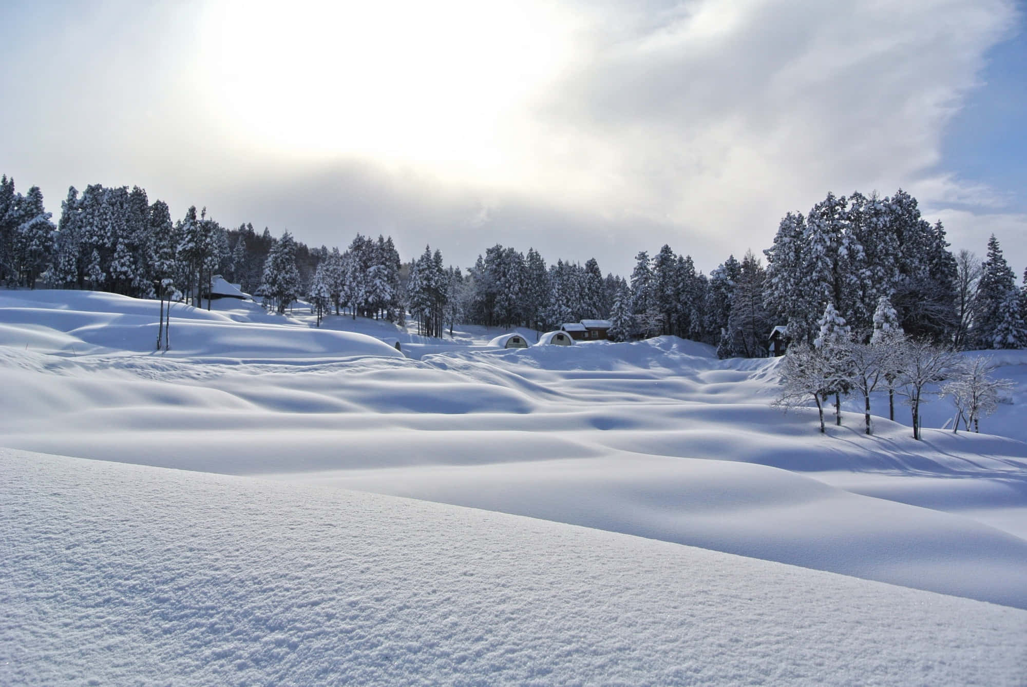 美麗的雪景 壁紙 — 寧靜的冬季風景，白雪覆蓋的樹木和起伏的山丘，在明亮的陽光天空下。