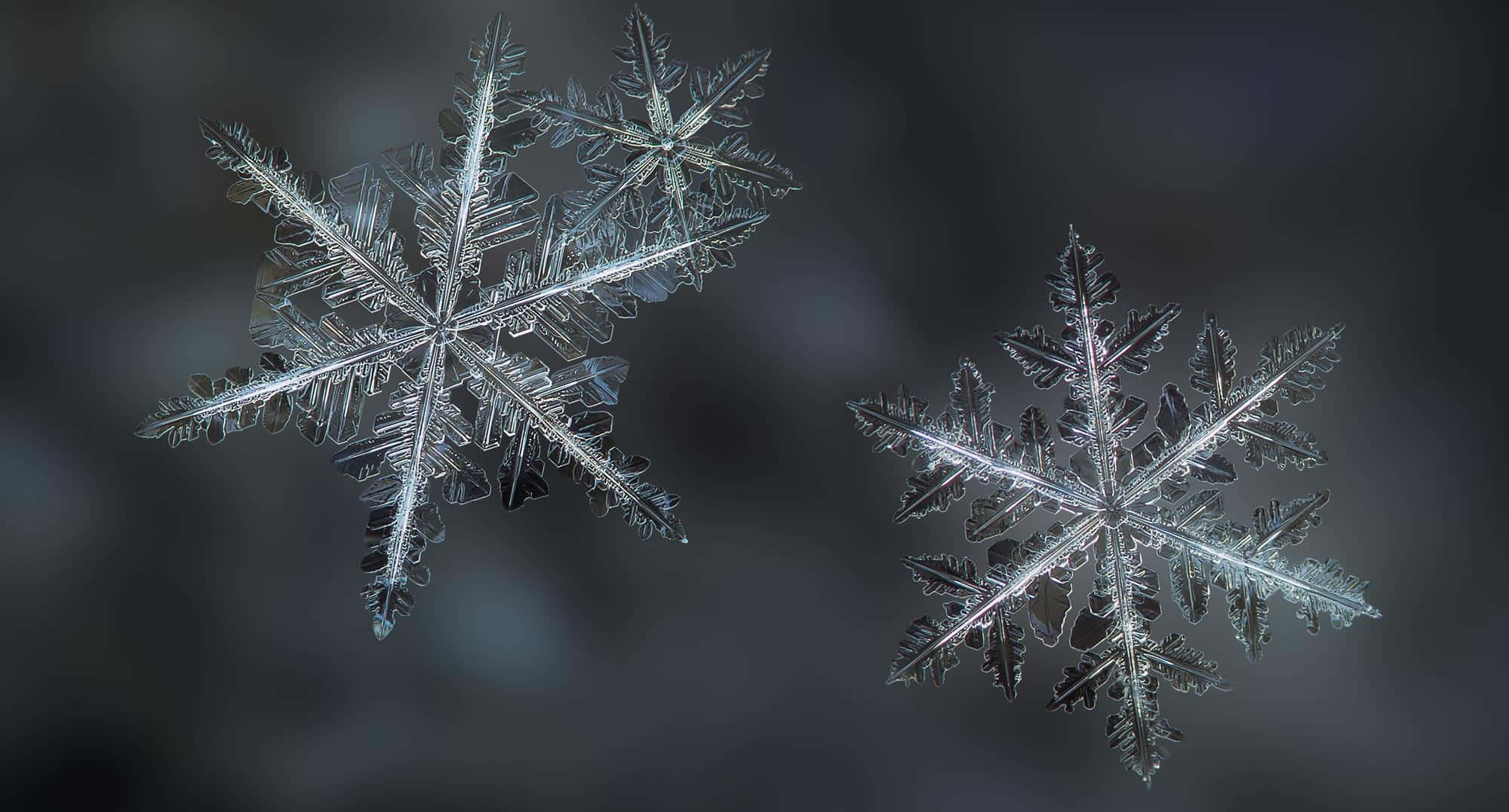 「美麗的雪花在陽光下閃耀」 壁紙 — 兩個精緻的冰晶，帶有細膩的枝狀圖案，漂浮在柔和的灰色背景上。
