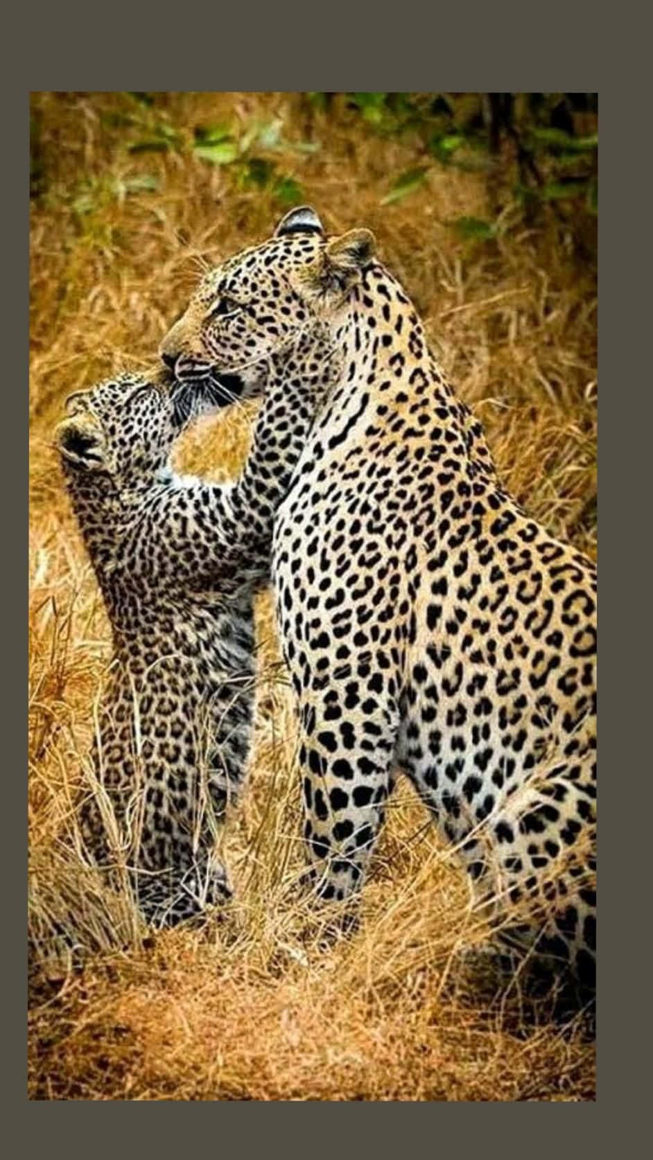 美麗的非洲豹動物圖像 壁紙 — 一隻豹媽媽在斑駁的陽光下，在高高的金色草叢中輕蹭她的幼崽。