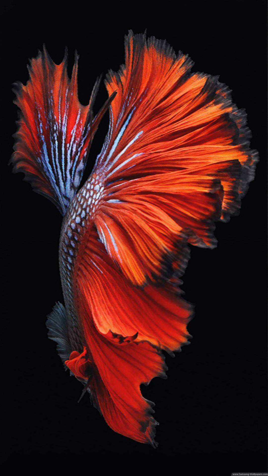 一條紅藍鬥魚，魚鰭飄逸，在黑色背景下。