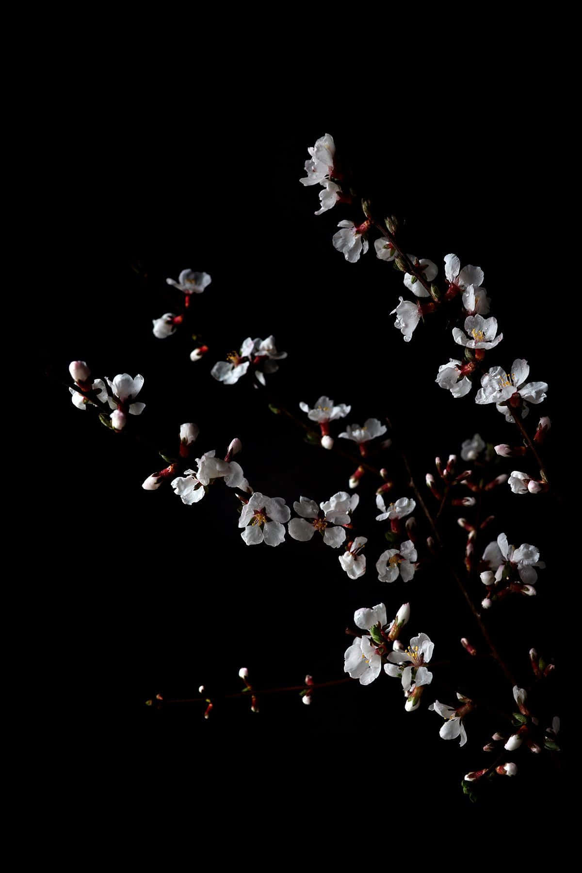 美麗的黑白風格花朵 壁紙 — 純黑背景下，纖細枝條上盛開著帶有粉紅花蕾的嬌嫩白花。