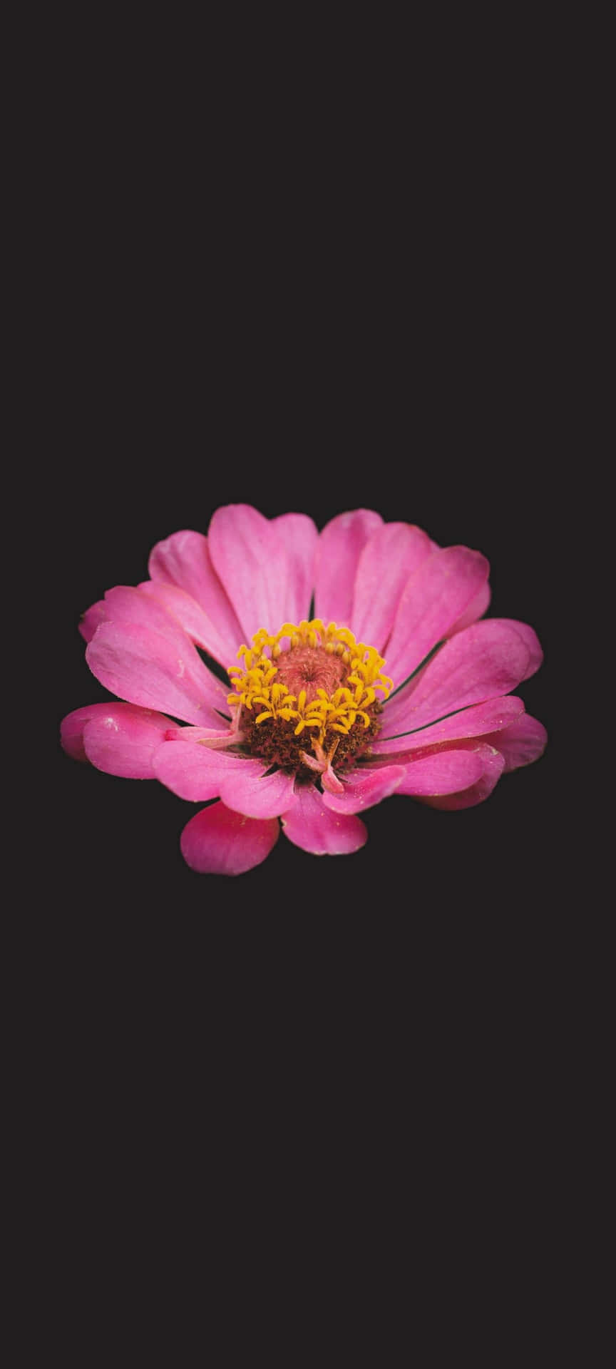 黑粉花