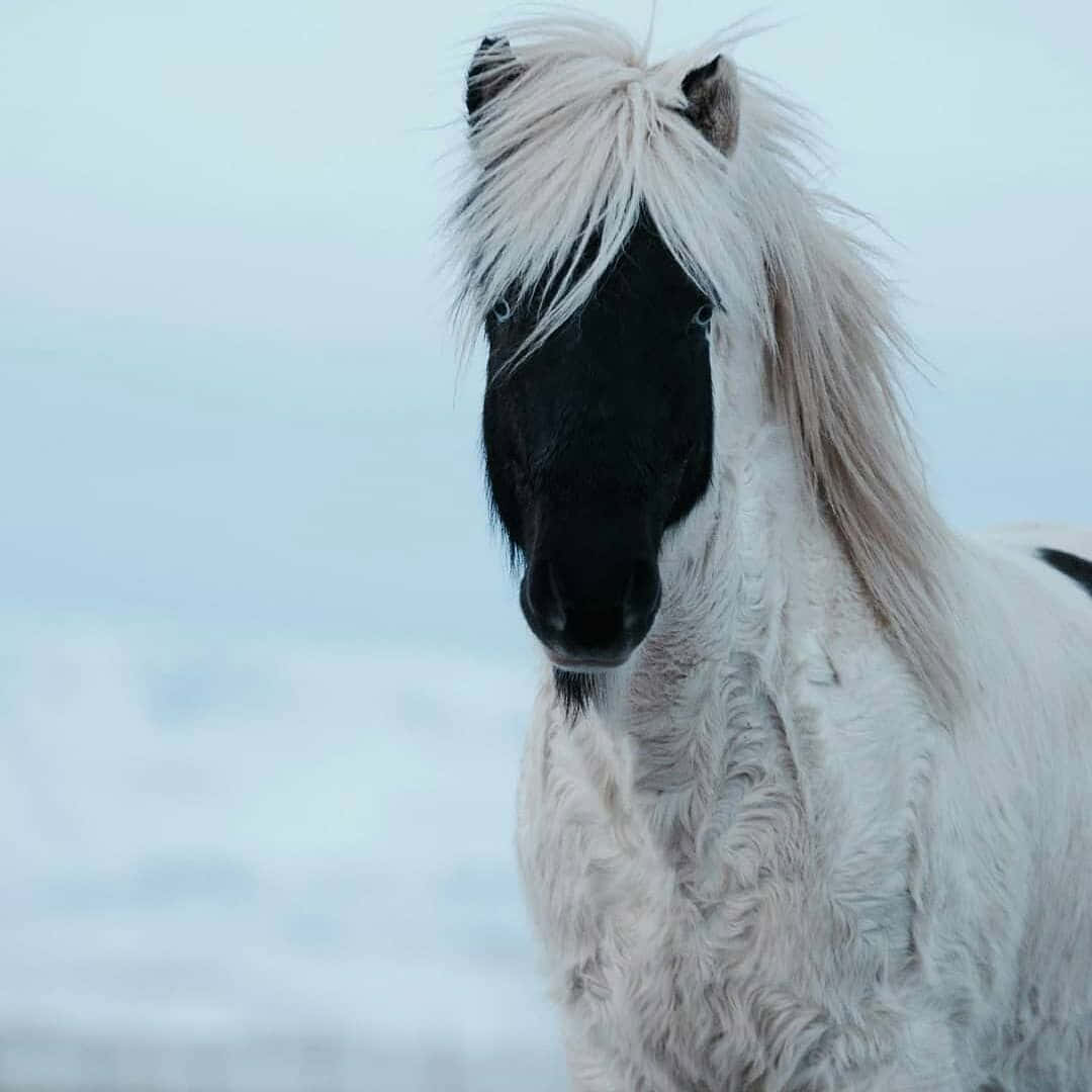 一隻白色冰島馬，黑色臉龐，站在雪中。