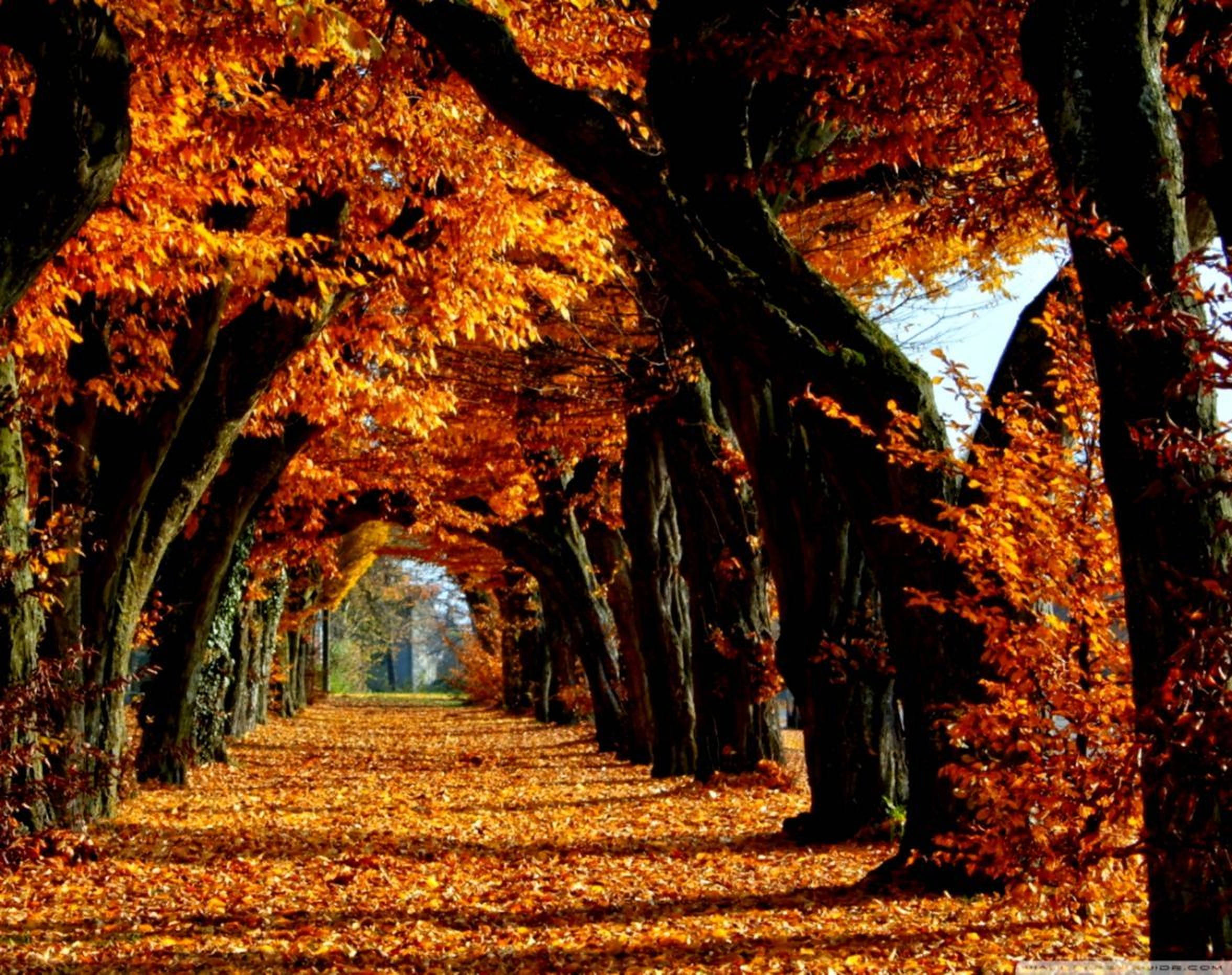 美麗秋日天氣 壁紙 — 陽光明媚的秋日樹木隧道，火紅的橙色樹葉在頭頂拱起，覆蓋著下面的小路。