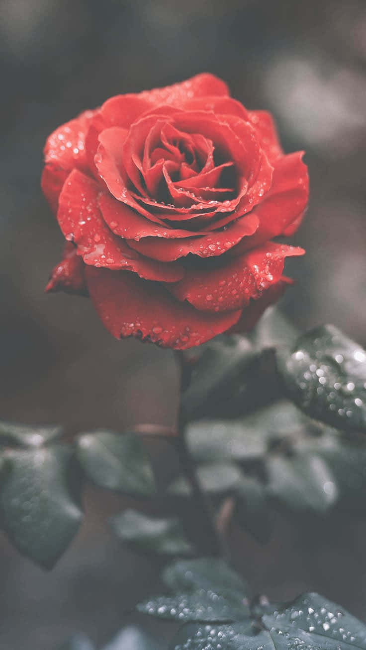 一朵紅玫瑰，花瓣和葉子上有水珠。