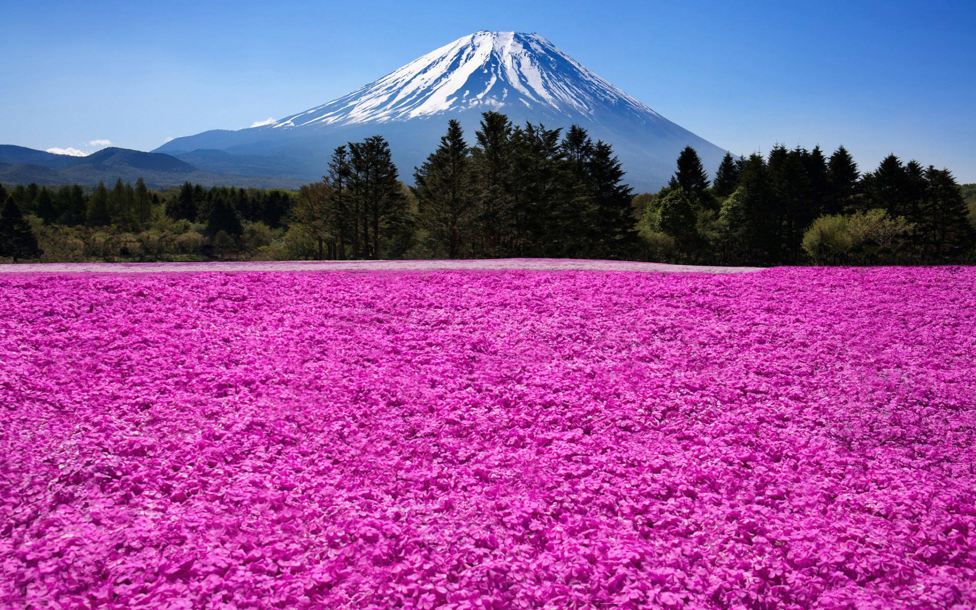 藍天下以富士山為背景的粉紅色花田