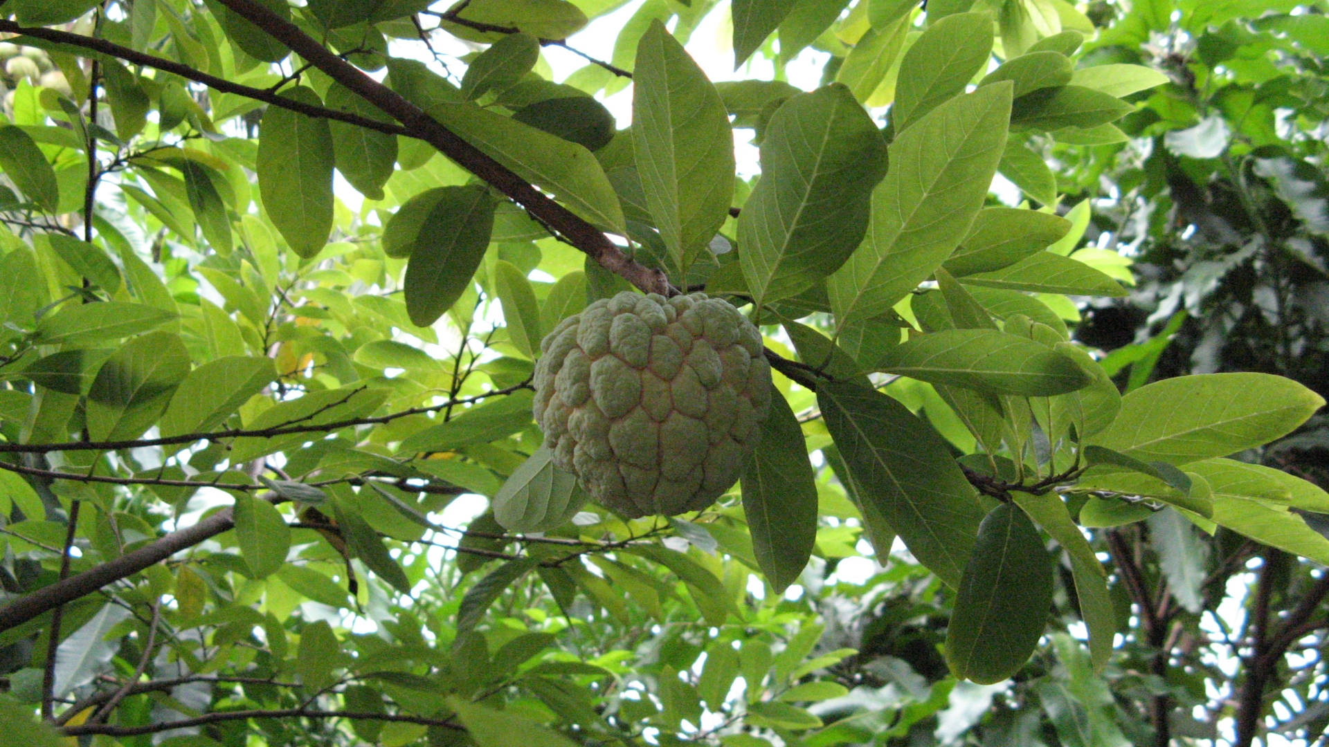 美麗糖蘋果樹 壁紙 — 一個綠色嘅牛油果（custard apple）掛喺樹枝上，周圍係茂密嘅闊葉，陽光斑駁。