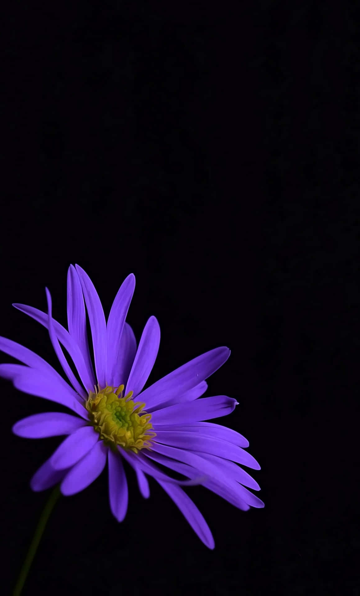 紫色雛菊黃色花心，黑色背景