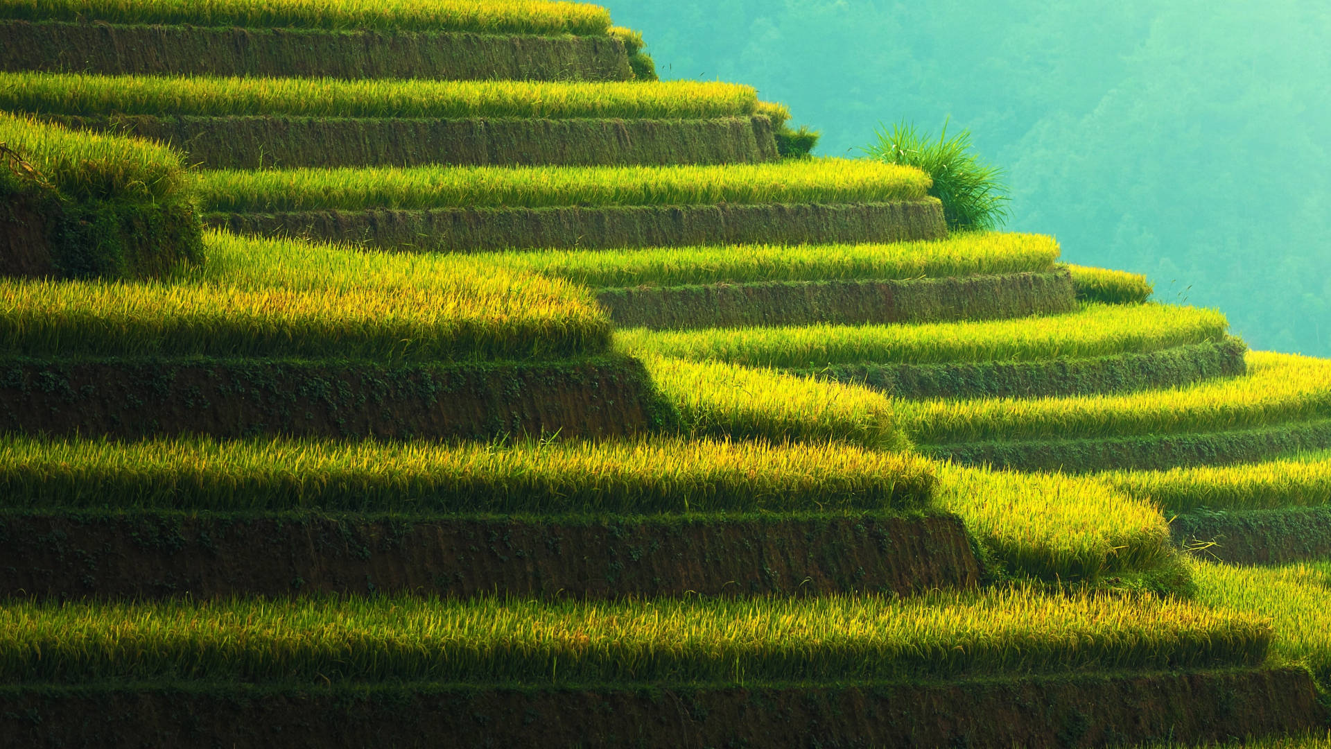 美麗綠色山丘梯田 壁紙 — 陽光普照的梯田沿著翠綠的山坡層層疊疊而下，金黃色的農作物在溫暖的光線中閃耀。