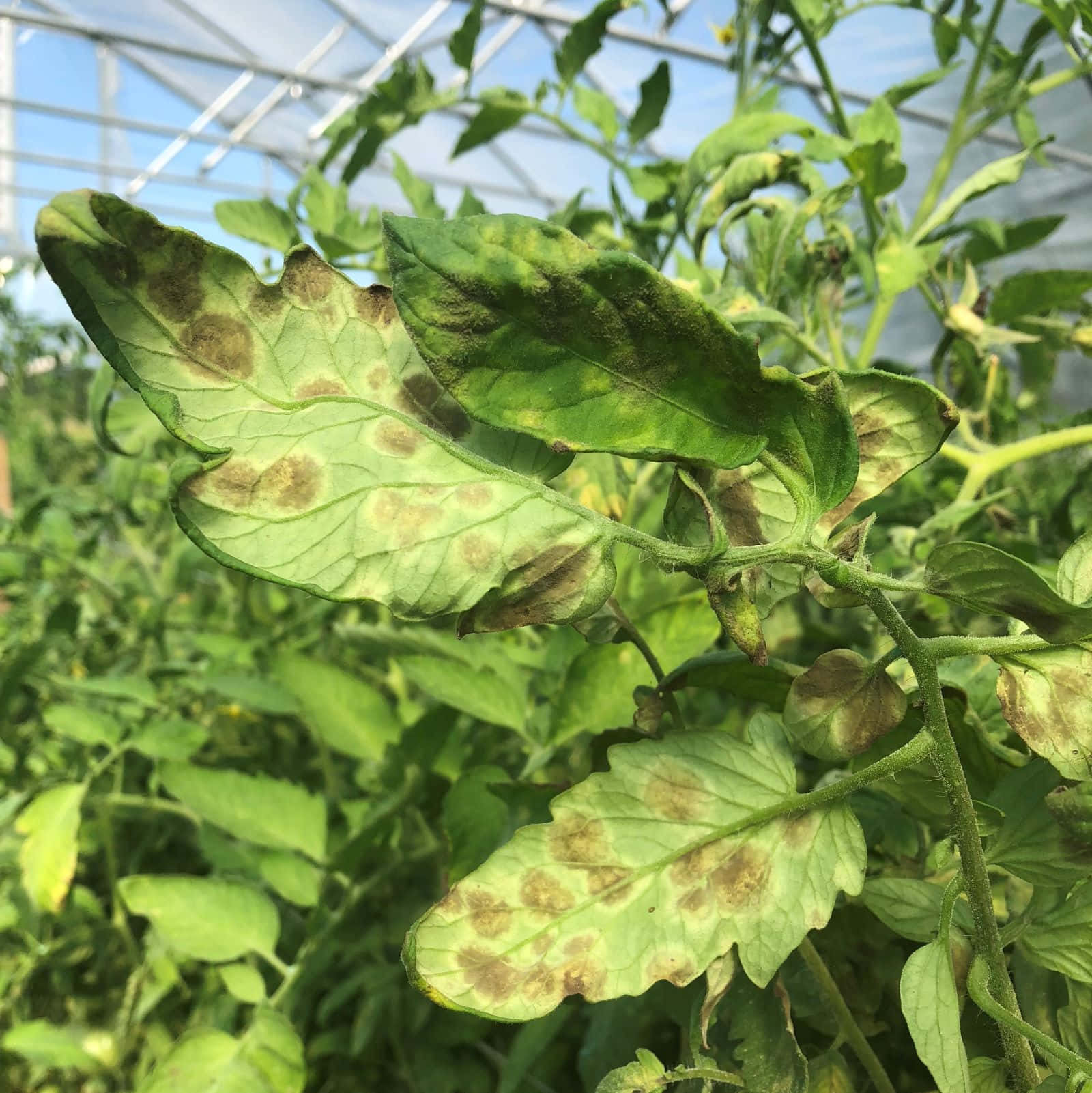 美麗綠葉的近距離特寫 壁紙 — 番茄植物葉子的特寫，顯示在溫室屋頂下有褐色斑點和黃化。