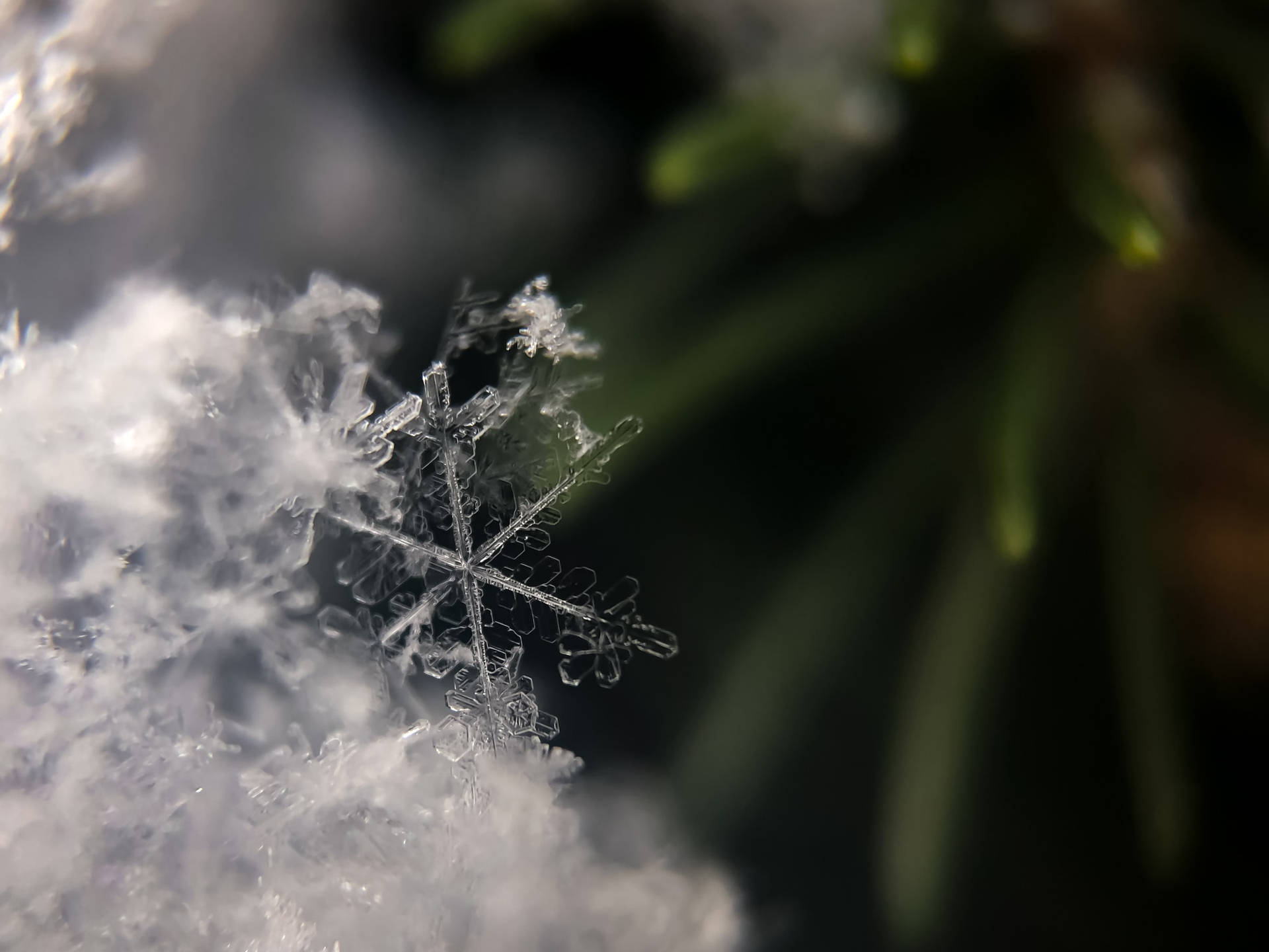 雪地上詳細的雪花，後面有模糊的綠色松針。