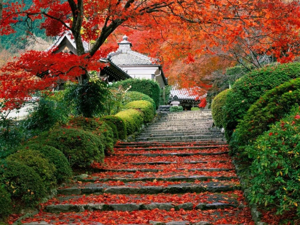 美麗花園中的絢麗花朵 壁紙 — 一條石階被鮮紅的楓葉覆蓋，通往一座被茂密綠植環繞的傳統日本寺廟。
