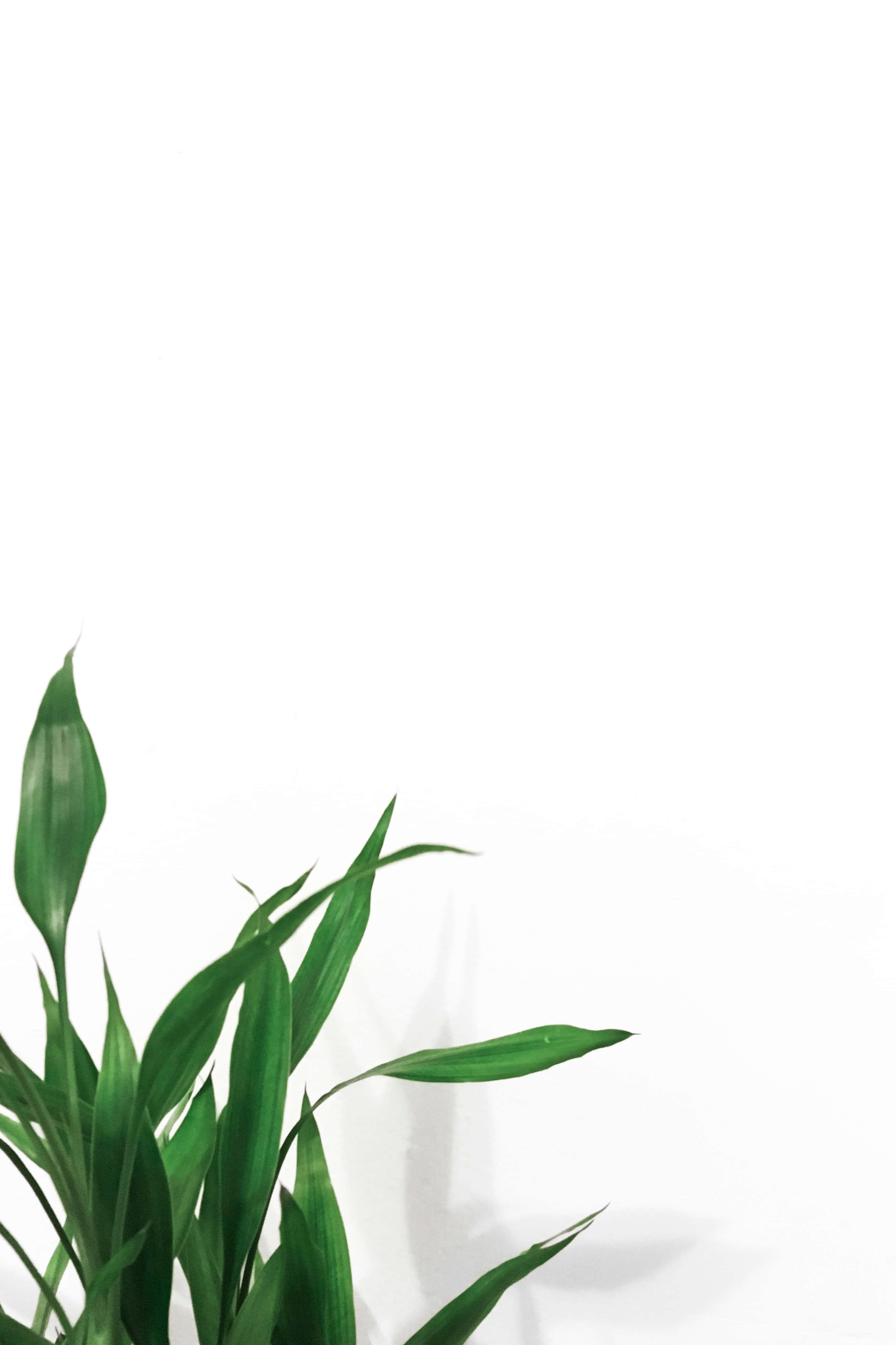美麗花園中的繁茂綠意 壁紙 — 充滿活力的綠色植物葉片在純白背景上層疊，營造出簡約自然的優雅。