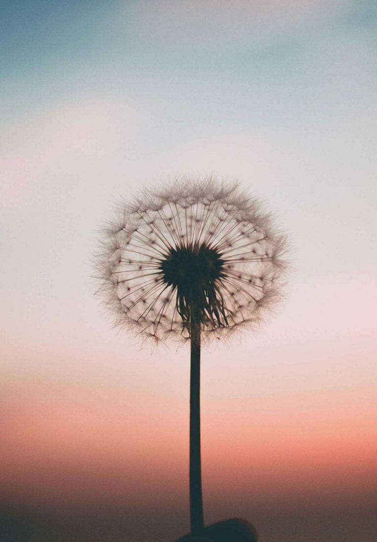 蒲公英種子頭襯以粉彩暮色天空
