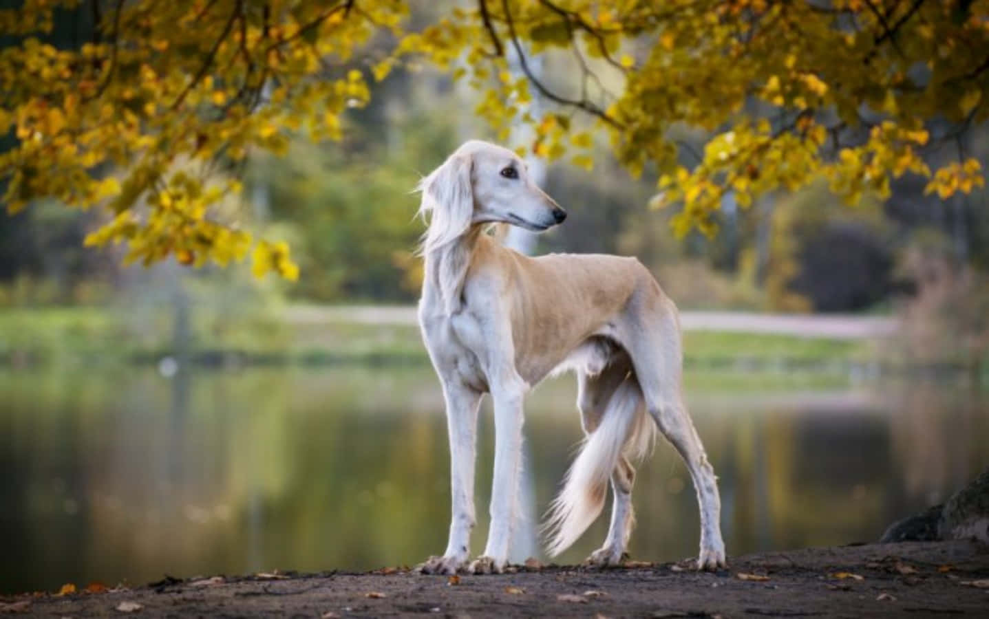 薩路基犬站在湖邊秋樹下