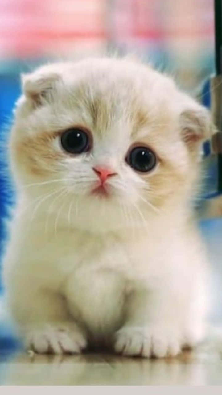 美麗蘇格蘭摺耳白貓動物圖 壁紙 — 一隻毛茸茸的奶油色蘇格蘭摺耳貓咪，有著大大的深色眼睛，可愛地坐在反光表面上。
