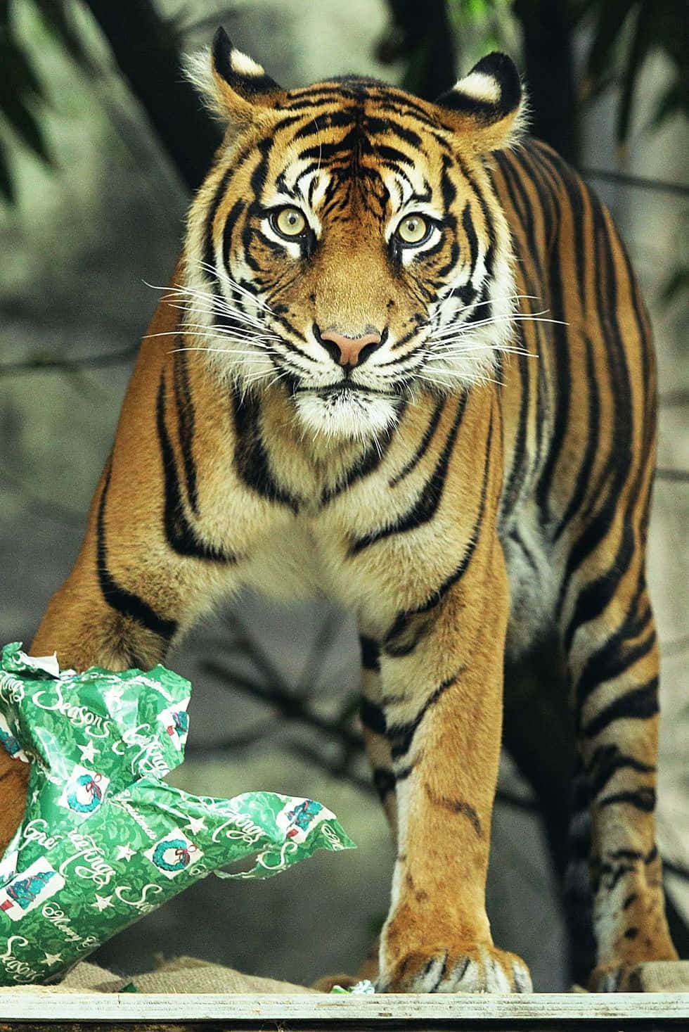 美麗蘇門答臘虎動物圖 壁紙 — 一隻雄偉的老虎，帶有醒目的橙色條紋和銳利的綠色眼睛，專注地凝視著，同時拿著一個綠色聖誕禮物。