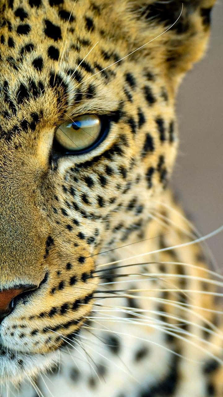 美麗豹子動物近照 壁紙 — 近距離拍攝豹的強烈凝視，金色眼睛和斑點皮毛在柔和自然光下。