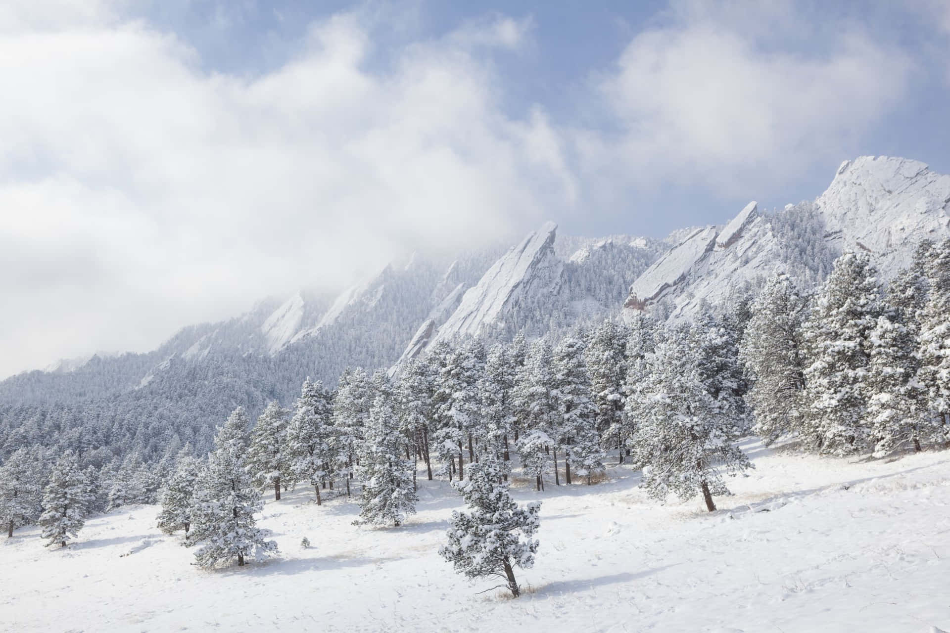 白雪覆蓋的松樹和岩石山脈在多雲的天空下。