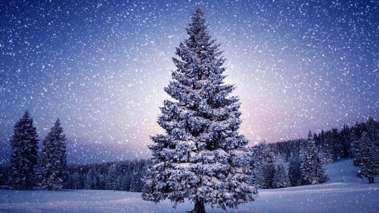 雪松在冬季森林中，在星光燦爛的夜空下，雪花飄落。
