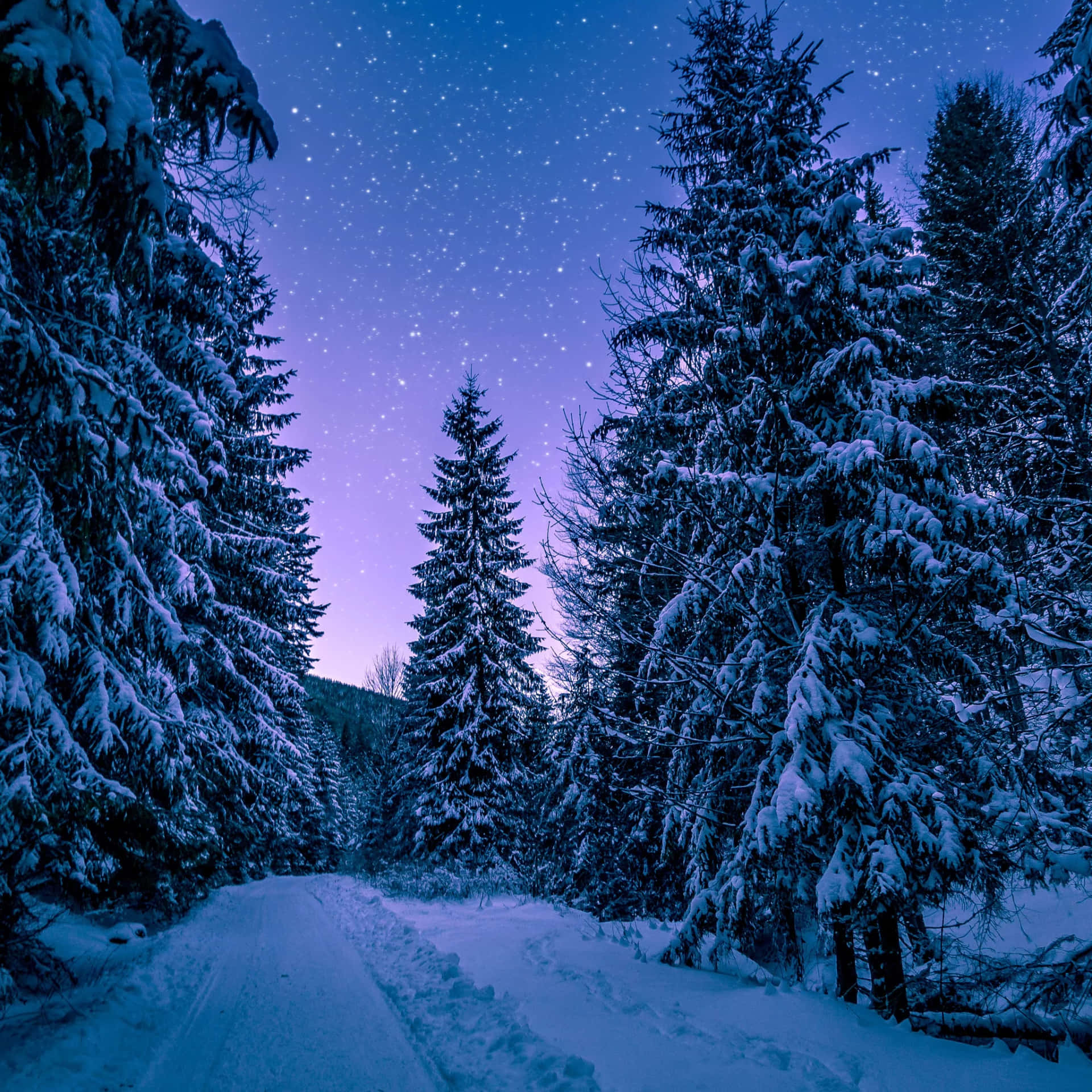 星光燦爛暮色天空下的白雪覆蓋森林小徑