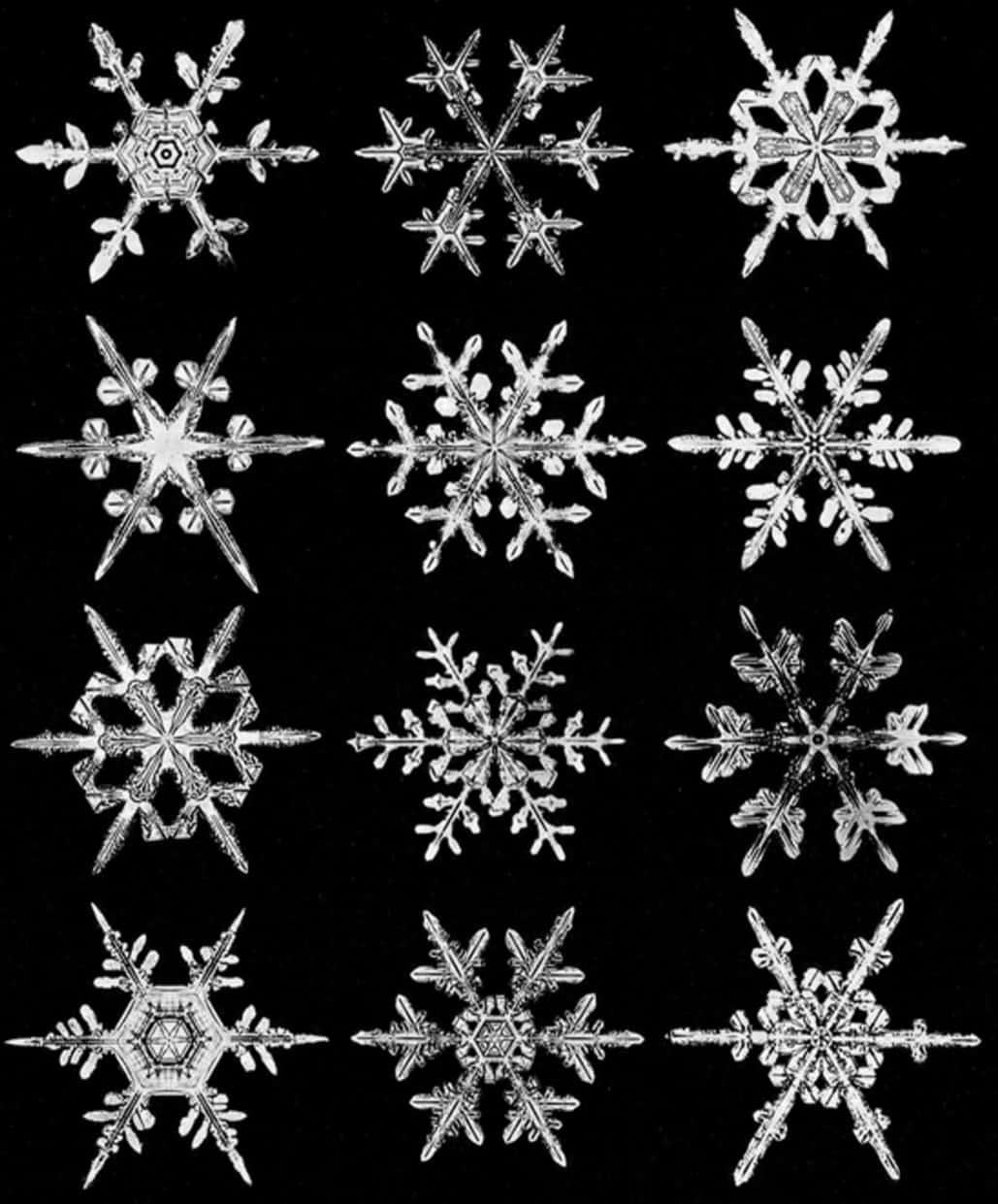 美麗雪花的近距離特寫 壁紙 — 十二片精緻的雪花在科學顯微照片中，在純黑背景上閃耀著晶體般的細節。