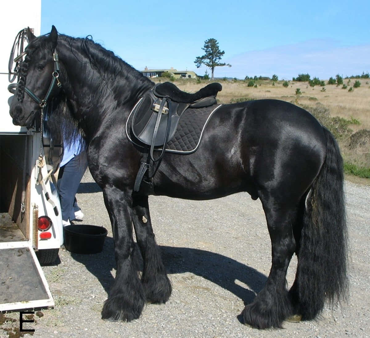 黑色弗里斯蘭馬配鞍站在拖車旁碎石地上