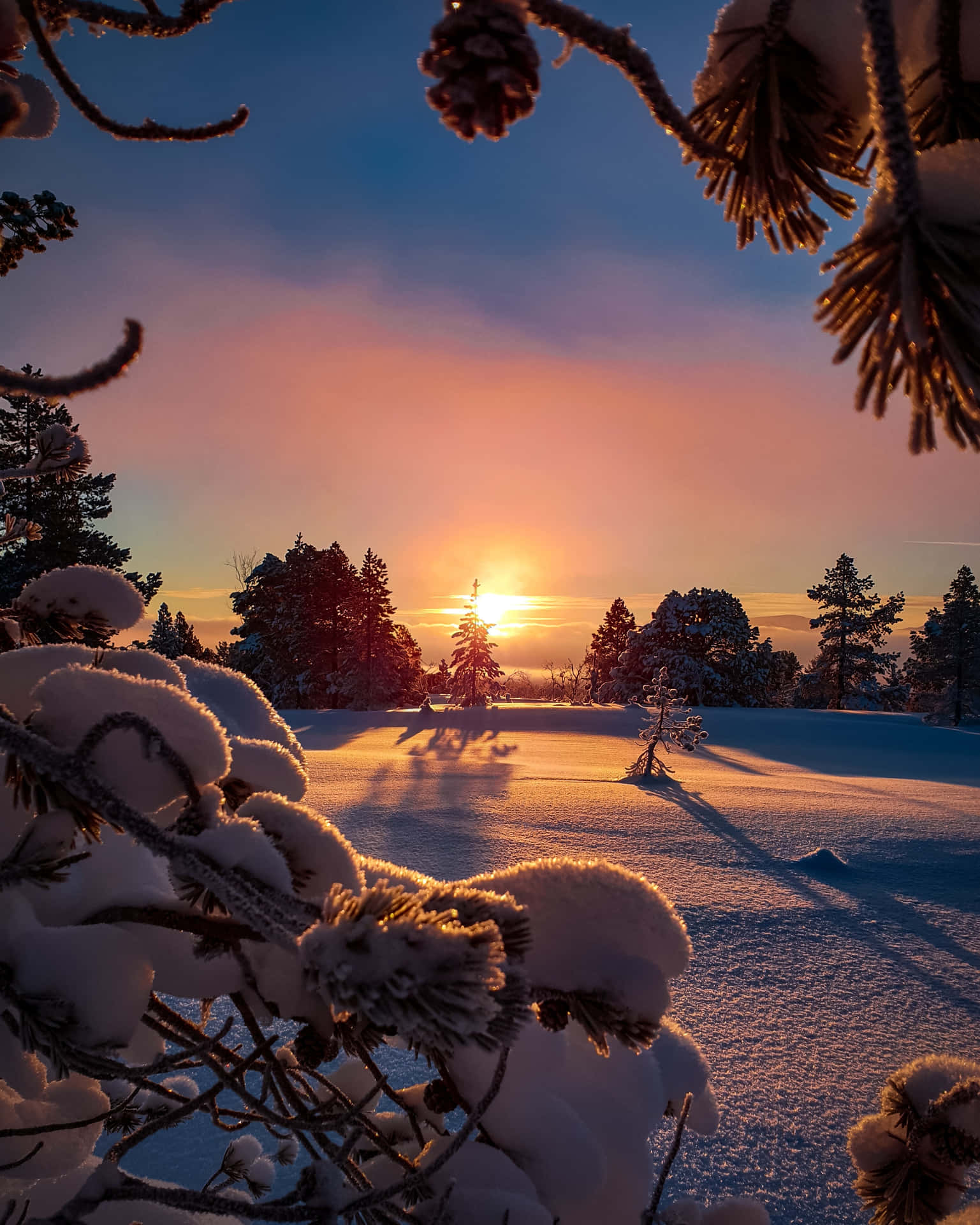 積雪的松樹枝框住了森林上空的冬日夕陽。