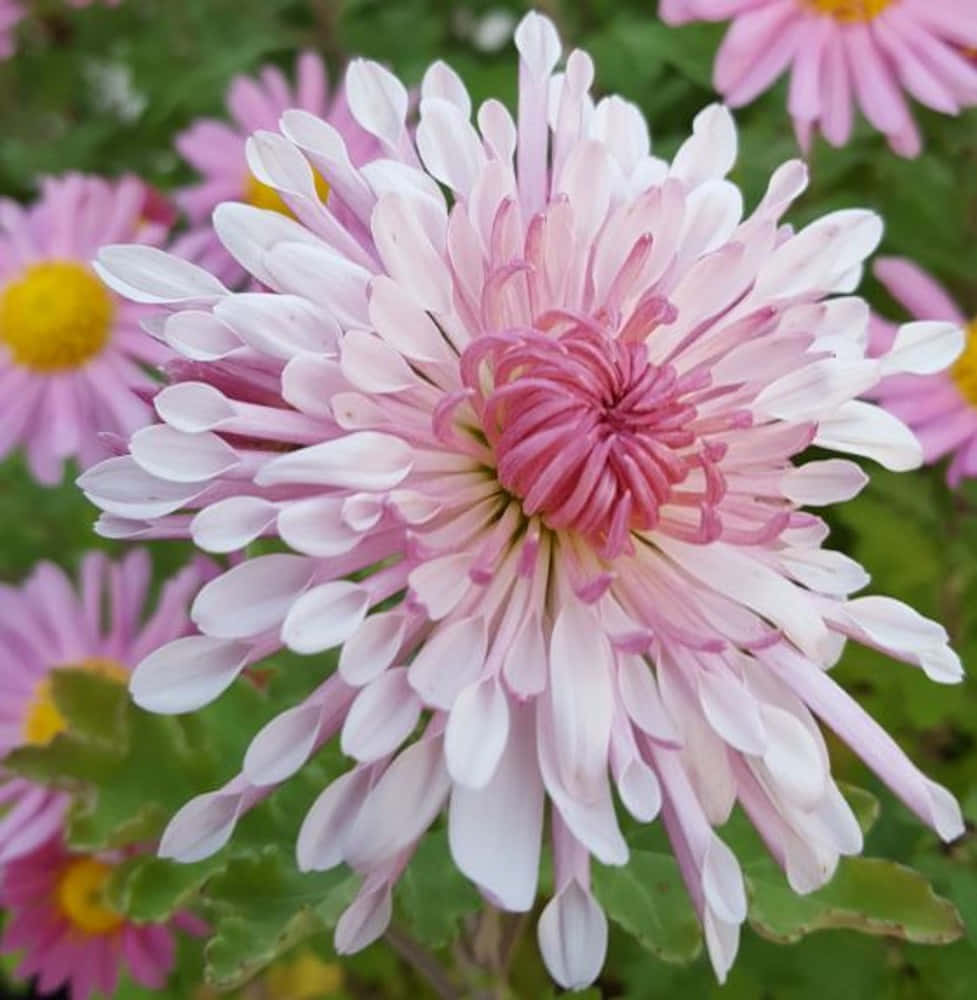 美麗鮮豔的橙色菊花 壁紙 — 一朵精緻粉紅菊花嘅特寫，花瓣尖端係白色，鮮黃色嘅花心被綠色葉子包圍。