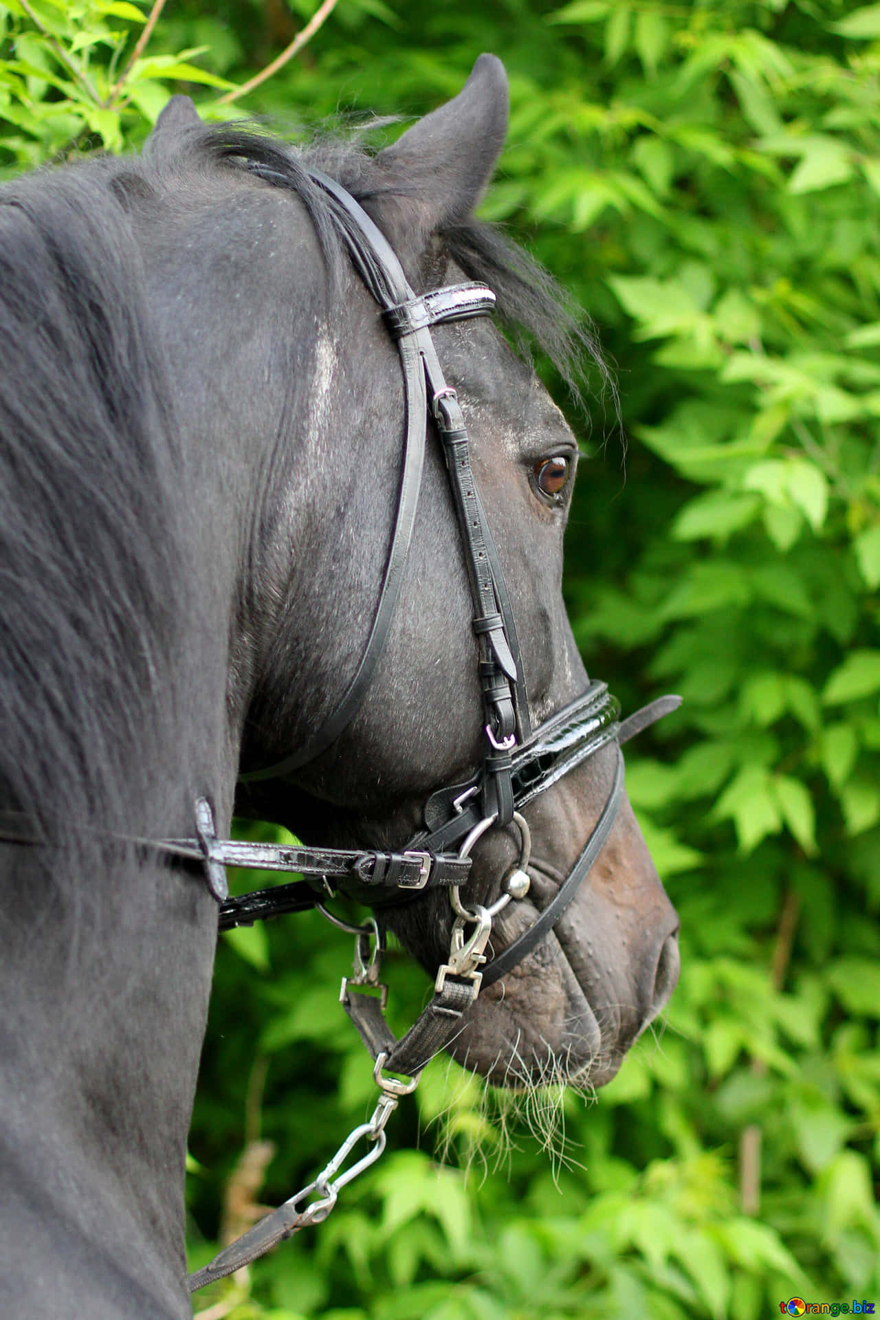 一匹戴著韁繩的黑馬在茂密的綠葉中。