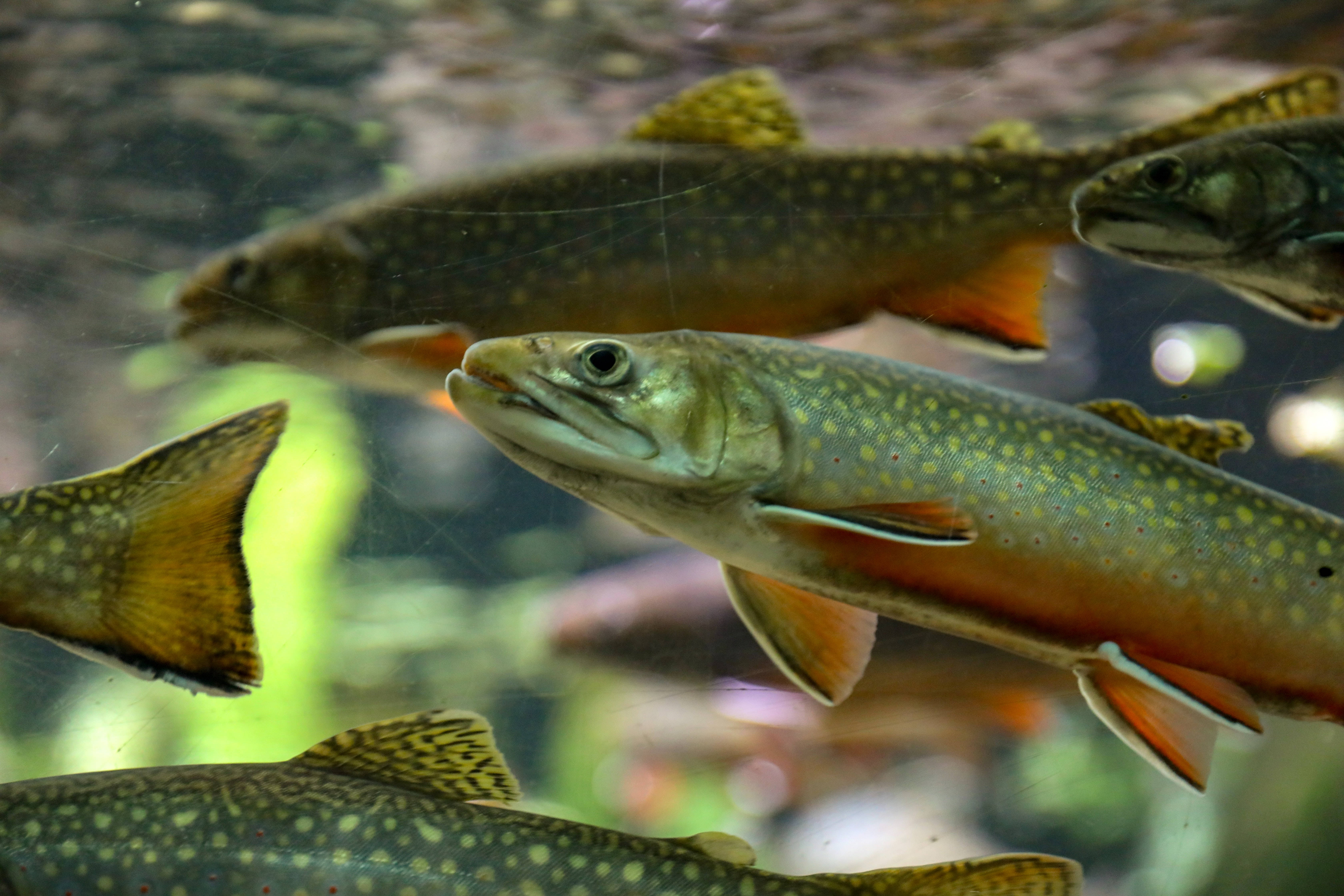 群中_cod魚 壁紙 — 幾條溪鱒喺清澈嘅水中優雅咁游水，身上有斑點圖案同橙色魚鰭嘅特寫。