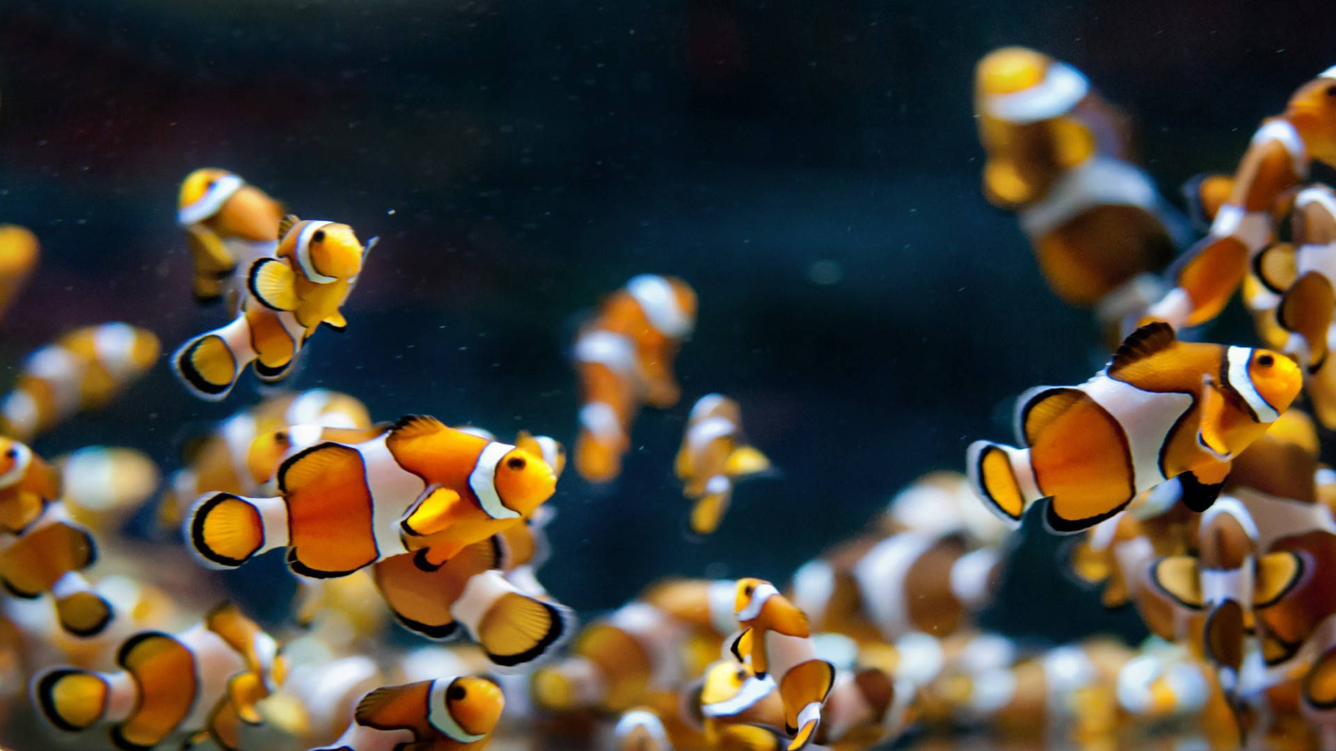 群游冷色小丑魚 壁紙 — 一群充滿活力的橙白色小丑魚在深藍色水中優雅地游動，背景帶有柔和散景效果。