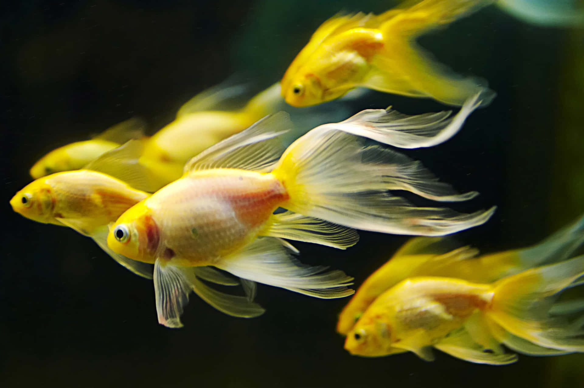 金魚在黑暗的水中游動，魚鰭流動。