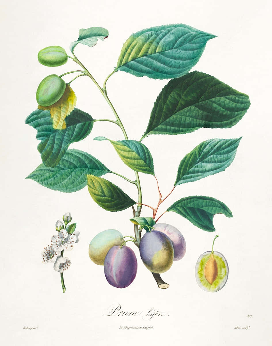 Prune bijère 李子植物的植物插圖，包含葉子、果實、花朵和橫截面。