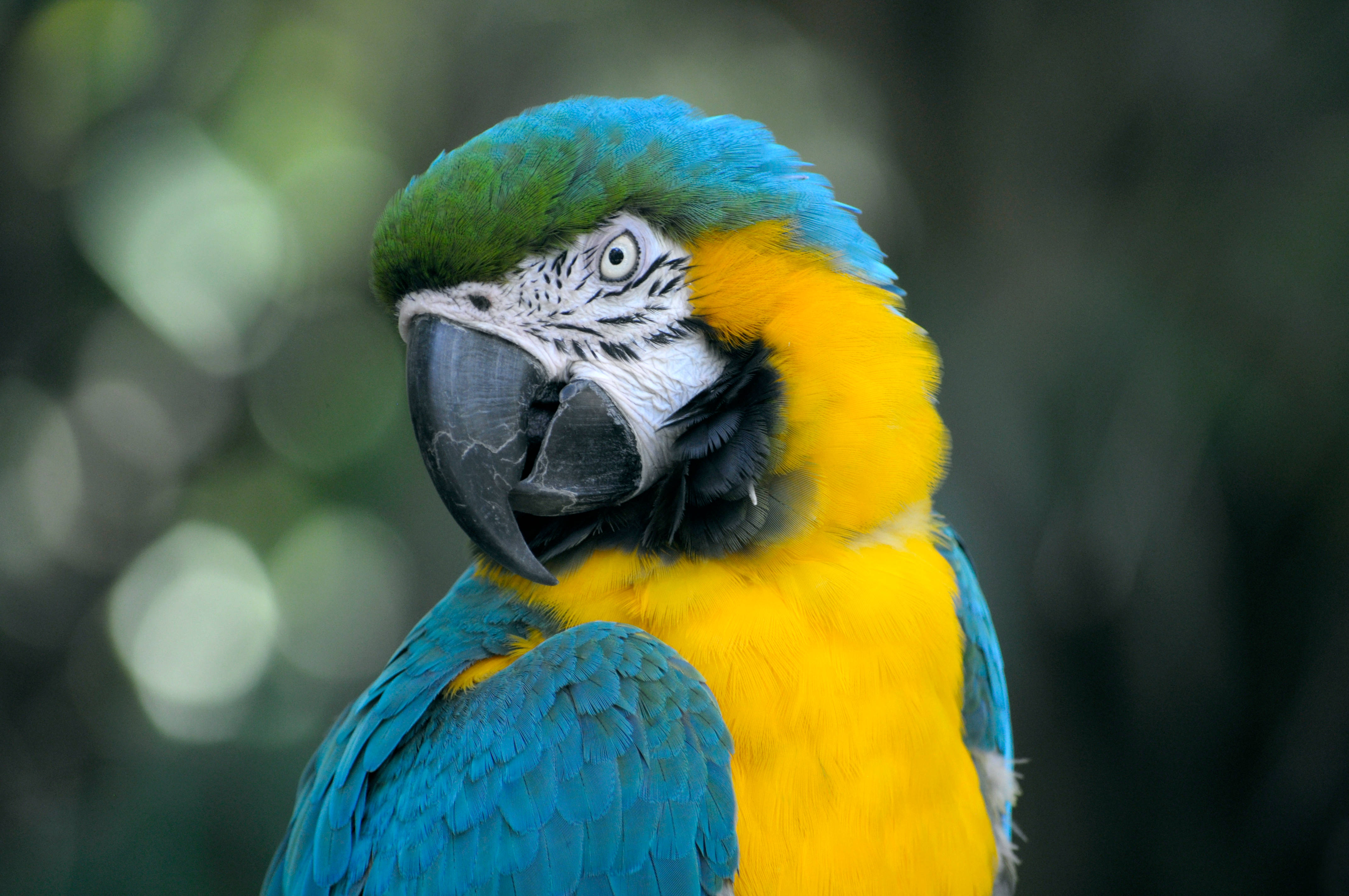 羽毛彩虹：絢麗多彩的鳥類 壁紙 — 一隻鮮豔的藍黃金剛鸚鵡，有著尖銳的黑色喙，在柔和的綠色散景背景前凝視著。