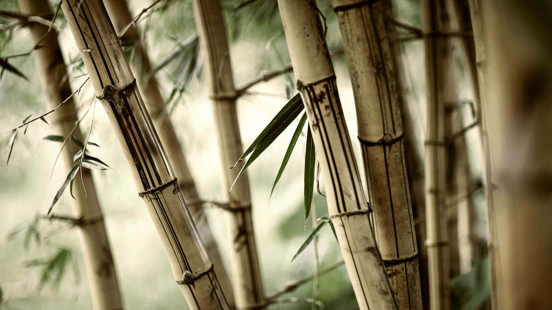 翠竹林景致 壁紙 — 高大的竹莖帶著綠葉，在朦朧的自然背景下以柔和焦點呈現。