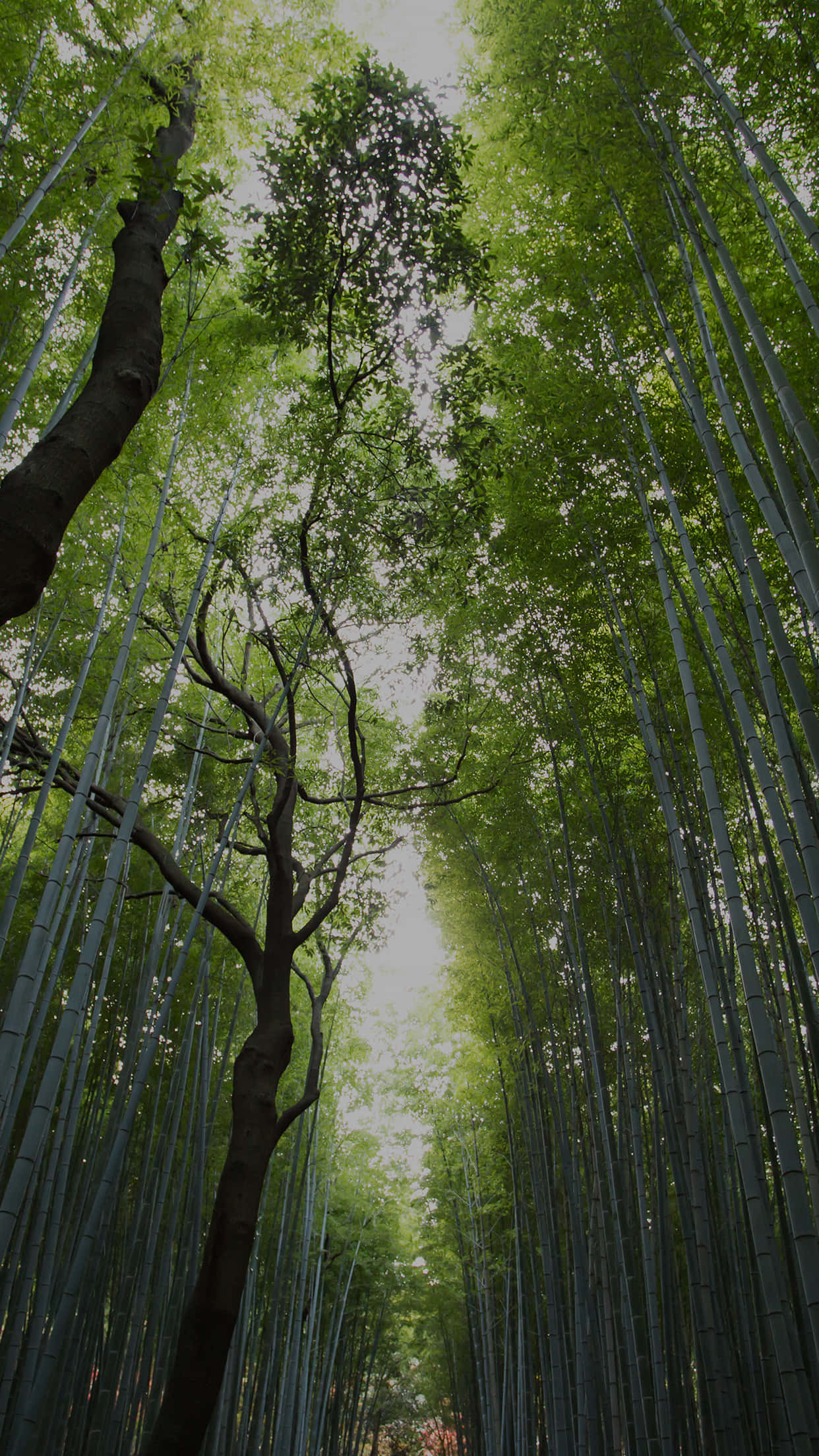 翠綠叢林風景 - iPhone 背景 壁紙 — 高聳的竹莖形成一座翠綠的大教堂，拱向柔和天空，由一棵孤獨的彎曲樹木框住。