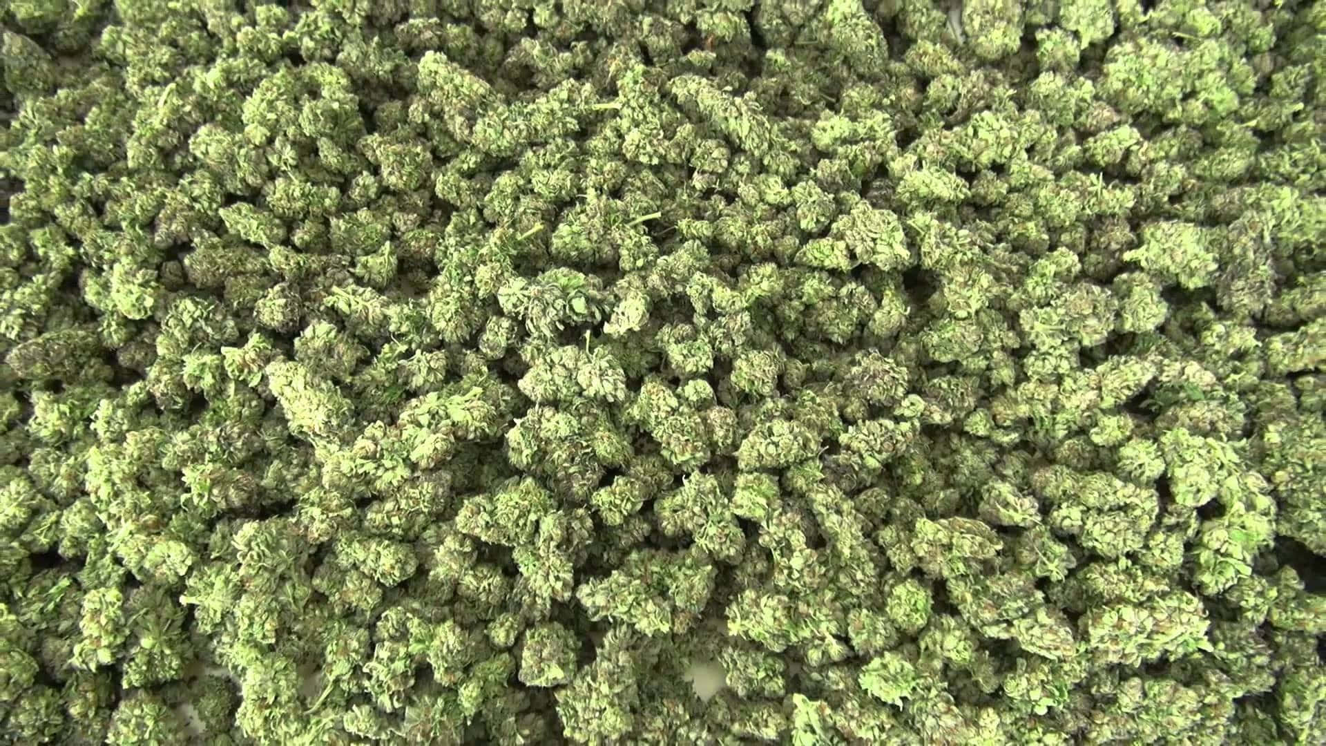 乾燥大麻花蕾嘅特寫，呈現唔同深淺嘅綠色。
