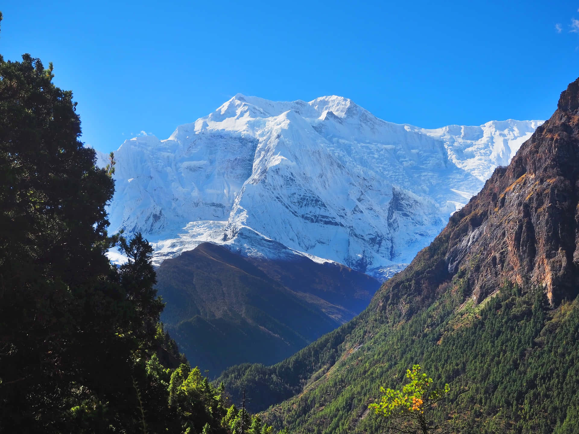 晴朗藍天下，森林覆蓋的山谷上方高聳的雪山峰頂。