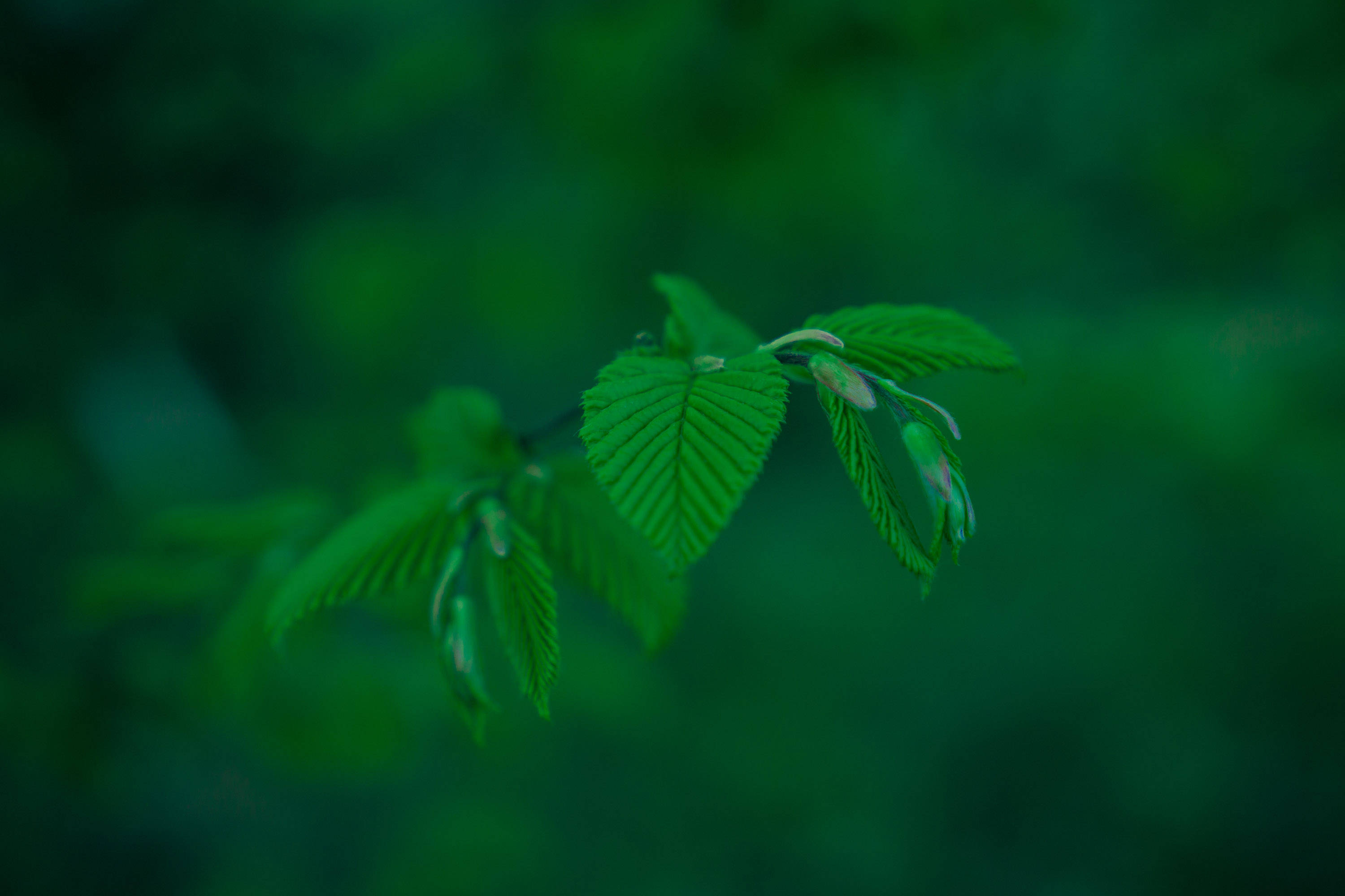 翠綠植物 壁紙 — 特寫鏡頭，展現鮮綠葉片上的細緻葉脈，背景是柔和模糊的森林。