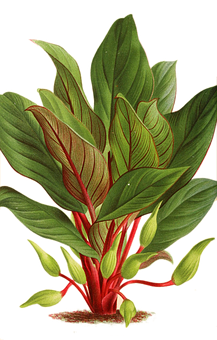 翠綠植物插畫 壁紙