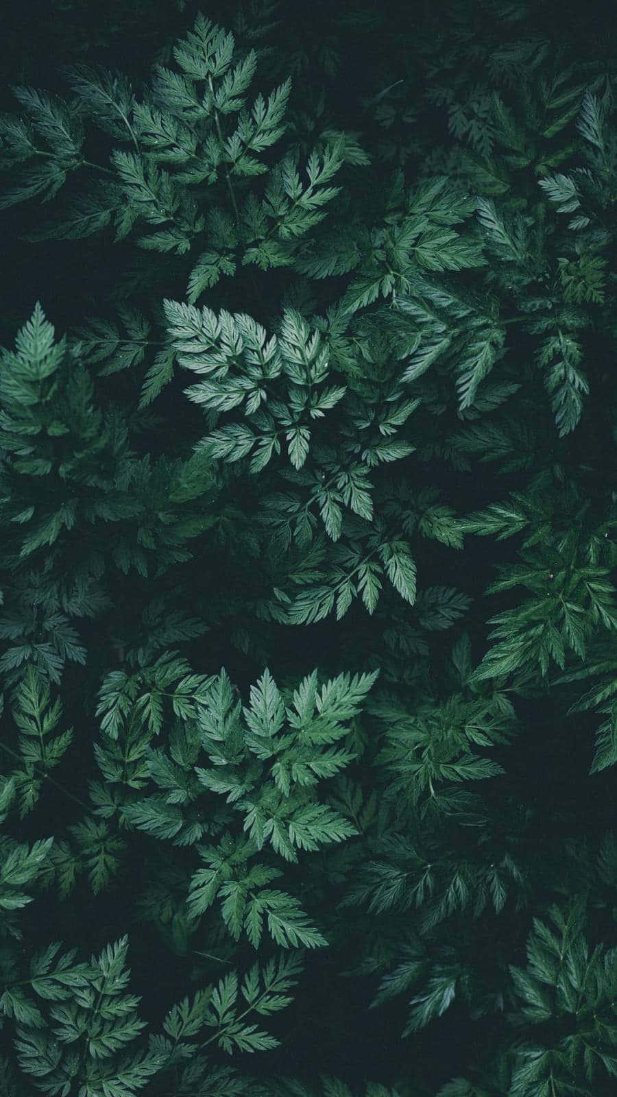 翠綠樹冠在自然綠色中綻放 壁紙 — 深綠色蕨類葉片密集層疊在黑色背景上，營造出茂密陰鬱的植物紋理。