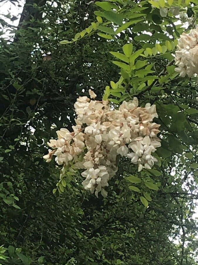 Black Locust 桌布 壁紙 — 翠綠樹枝上簇生嘅白色嬌嫩花朵特寫。